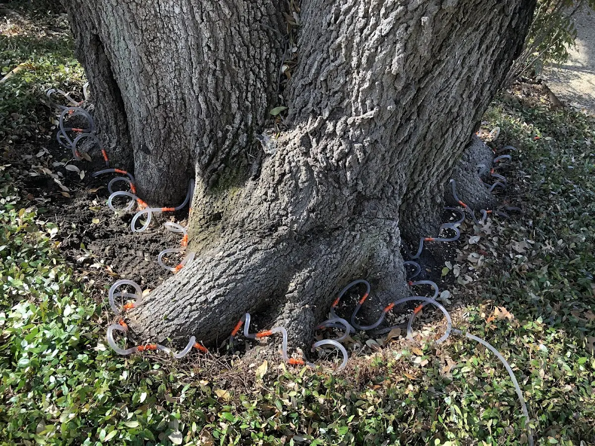 Detailed Tree Cabling and Bracing job site in Graford