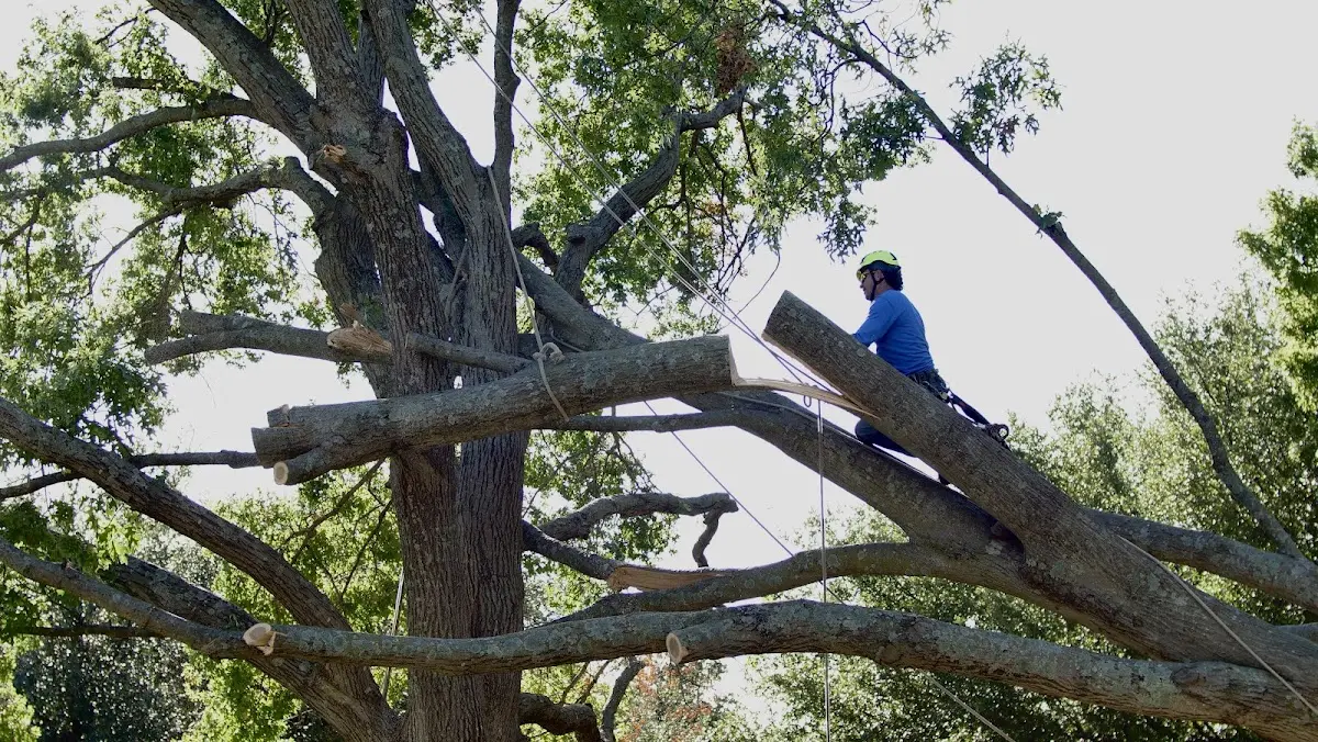 Professional Hazardous Tree Removal performed by certified arborists in Graford