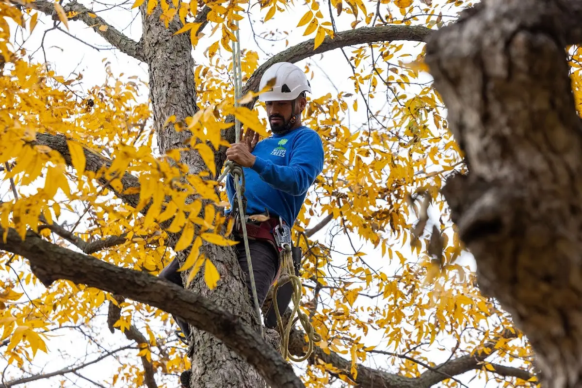Skilled Emergency Tree Service crew working in Graford